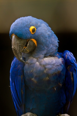 Blue macaw called Ara ararauna macaw on perchの写真素材