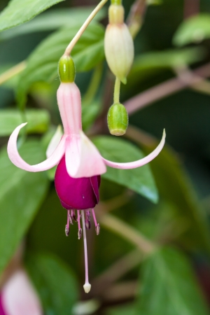 One of fuchsia blossom on treeの写真素材