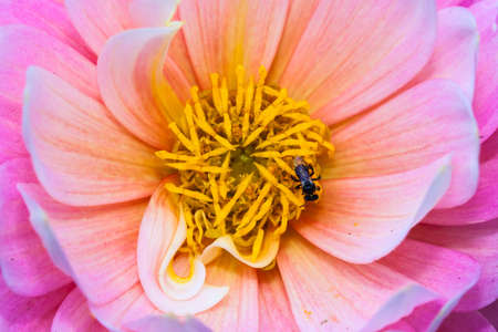 pink rose close up macro with insectの写真素材