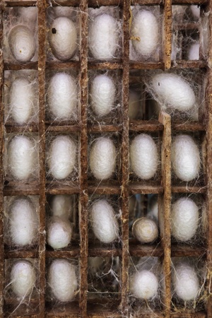 Pile of raw white silkworm cocoonsの写真素材
