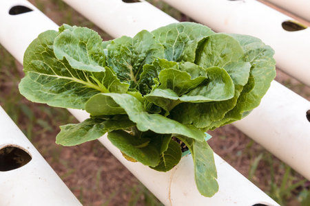 Green lettuce growing in farmの写真素材