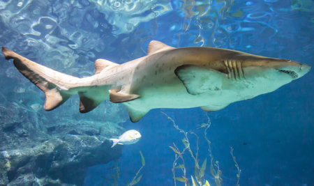 White and gray ragged tooth shark under the water