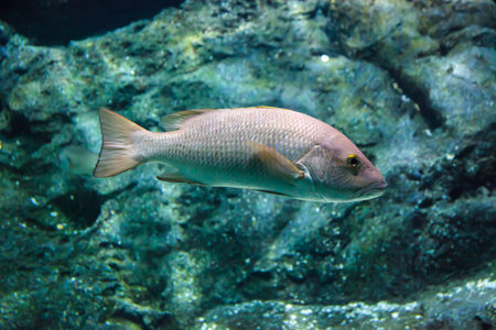 Bass fish under the blue water