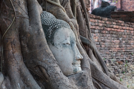 Head of stone Buddha statue in tree root in Ayutthaya Thailandの写真素材