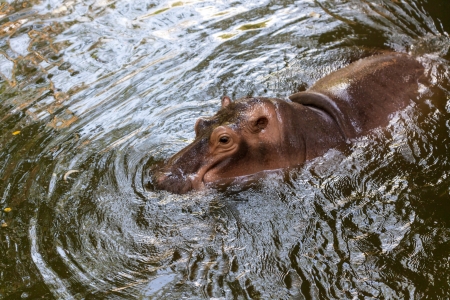 Wild hippopotamus swimming in the waterの写真素材