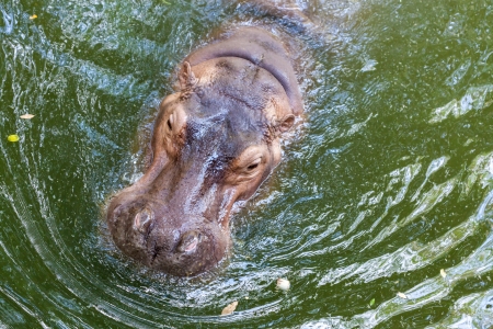 Wild hippopotamus swimming in the waterの写真素材
