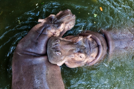 Pair of wild hippopotamus  in the waterの写真素材