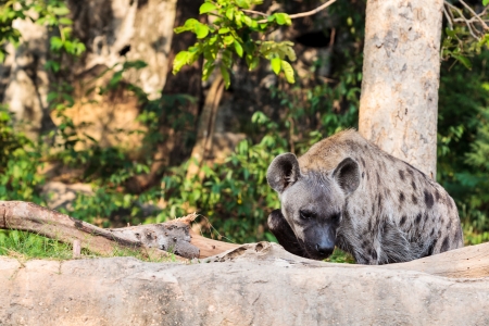 hyena with trees in backgroundの写真素材