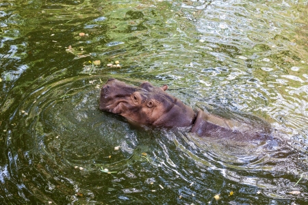 Wild hippopotamus swimming in the waterの写真素材