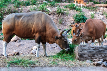 Brown banteng and calf eating grass in livestockの写真素材