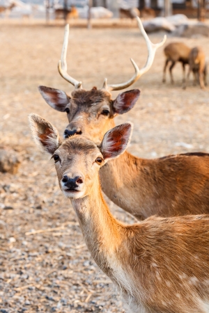 Female and male wild dear standing togetherの写真素材