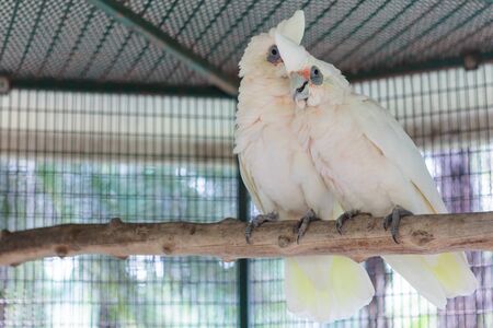 Two long bill corrella cockatoo on perchの写真素材