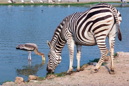 Zebra drinking water from pond in parkの写真素材