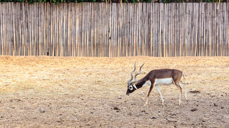 Twisted spiral horn black buck walking in the parkの写真素材