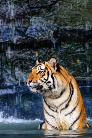 Orange and black striped tiger in the waterの写真素材