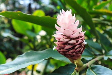 Pink tulip ginger with green leaves backgroundの写真素材