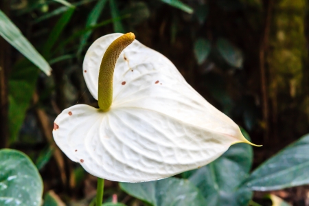 White flamingo flower with green leaves backgroundの写真素材