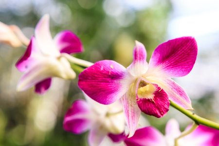 beautiful pink and white orchid green leaves background