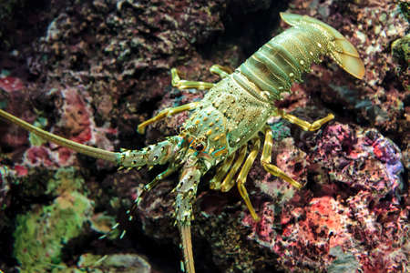 Lobster on the rock under deep waterの写真素材
