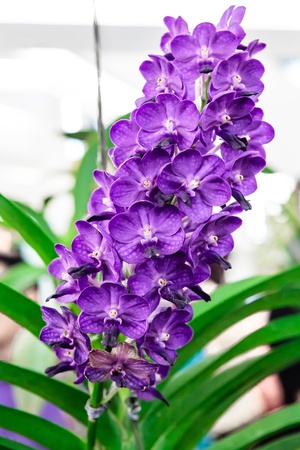 Purple orchid with green leaves in backgroundの写真素材