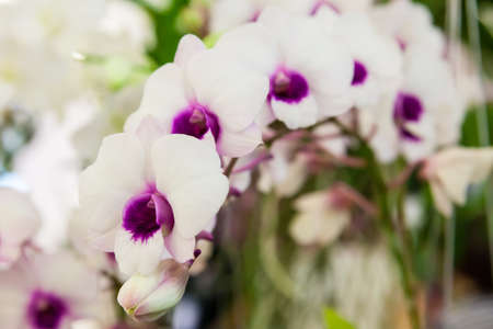 White orchid with green leaves in backgroundの写真素材