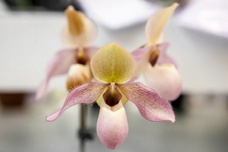 Group of light pink orchid close upの写真素材