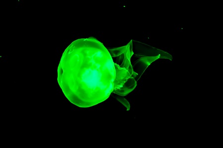 Green jellyfish glowing under dark waterの写真素材