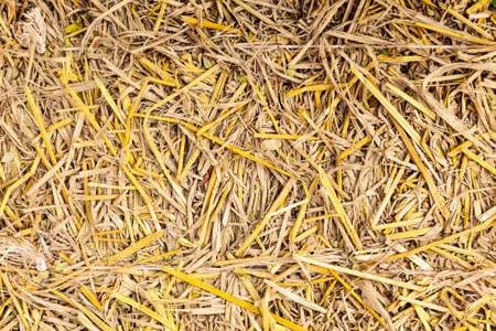 Pile of dry straw background texture surfaceの写真素材