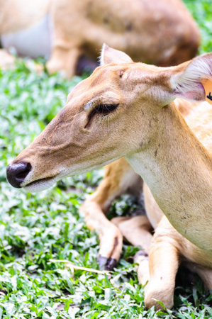female antelope lying on grass fieldの写真素材