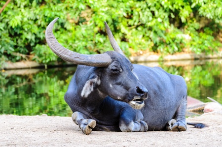 Black asian buffalo lying near the waterの写真素材