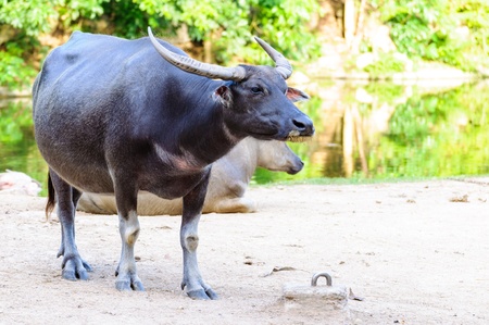 Black asian buffalo standing near the waterの写真素材