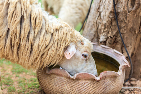 White sheep drinking water in farm
