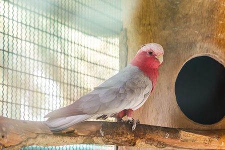 Citron crested cockatoo on perchの写真素材