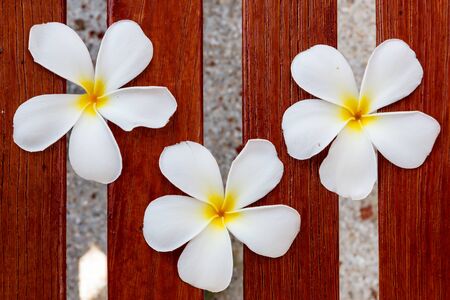 White frangipani flower on brown woodの写真素材