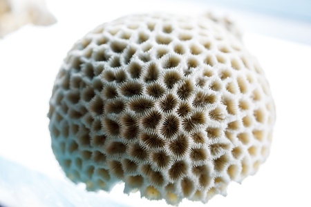 White dead coral close up background textureの写真素材