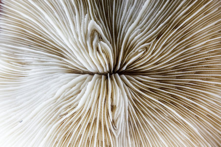 Abstarct pattern of white dead coral close upの写真素材