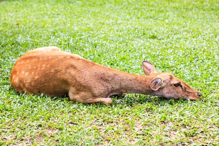 female antelope lying on grass fieldの写真素材
