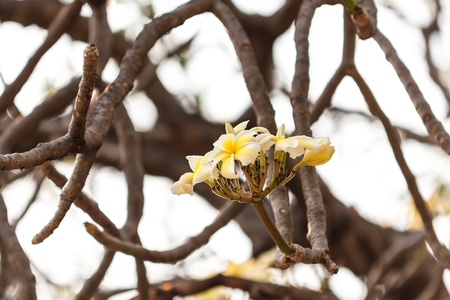 White frangipani on tree with green leaves backgroundの写真素材