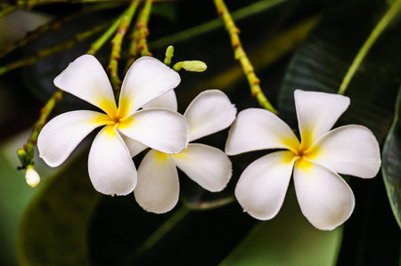 White frangipani flower on tree with green leaves in backgroundの写真素材