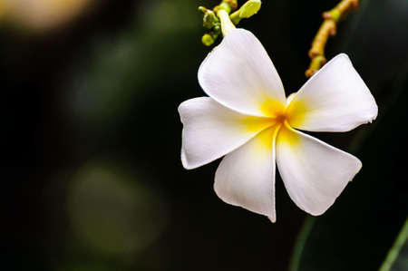 White frangipani flower against dark backgroundの写真素材
