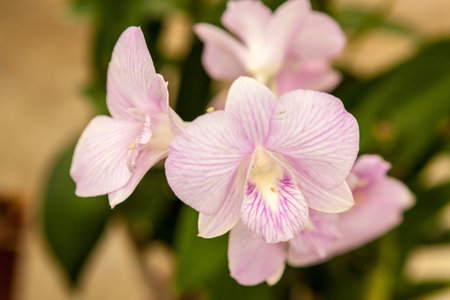 White purple orchid flowers with green leaves in backgroundの写真素材