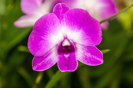 Purple white orchid flower with green leaves in backgroundの写真素材