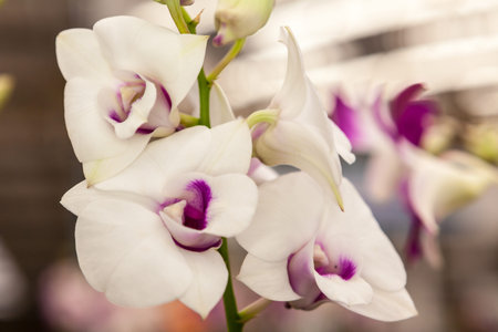 Group of white purple orchid flowers in bunchの写真素材