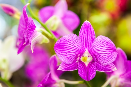 Group of purple white orchid flowers with green leaves in backgroundの写真素材
