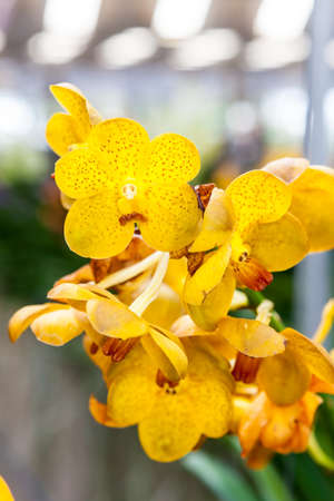 Group of yellow orchid flowers in bunchの写真素材