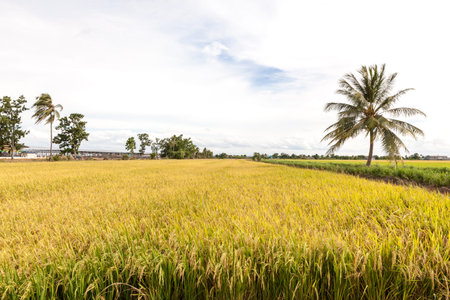 Rice paddy field with sky in Thailand