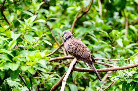 Pied imperial pigeon perching on treeの写真素材