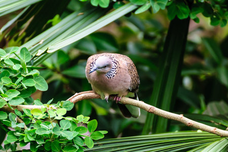 Pied imperial pigeon perching on treeの写真素材