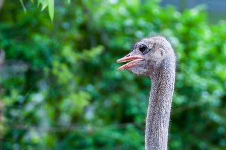 Ostrich head close up in day timeの写真素材