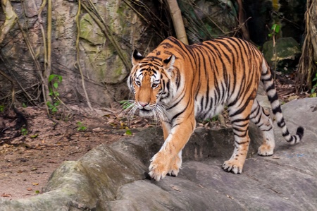 Orange and black striped bengal tiger walking on the rockの写真素材